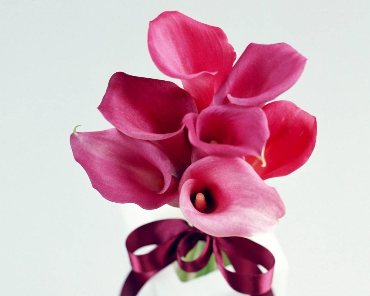 Pink calla lilies with ribbon