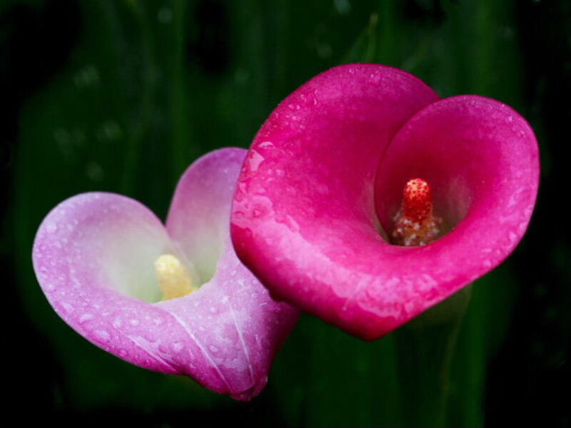 Pink calla lilies with water droplets