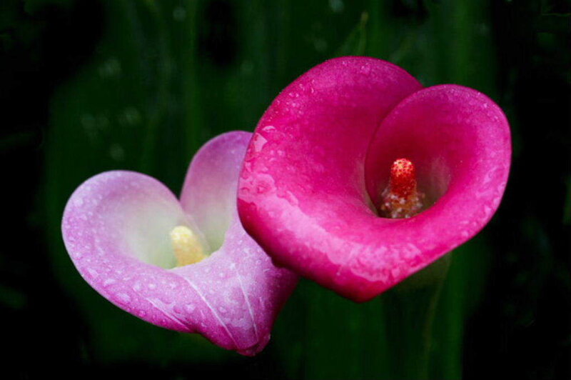 Pink calla lilies with water droplets