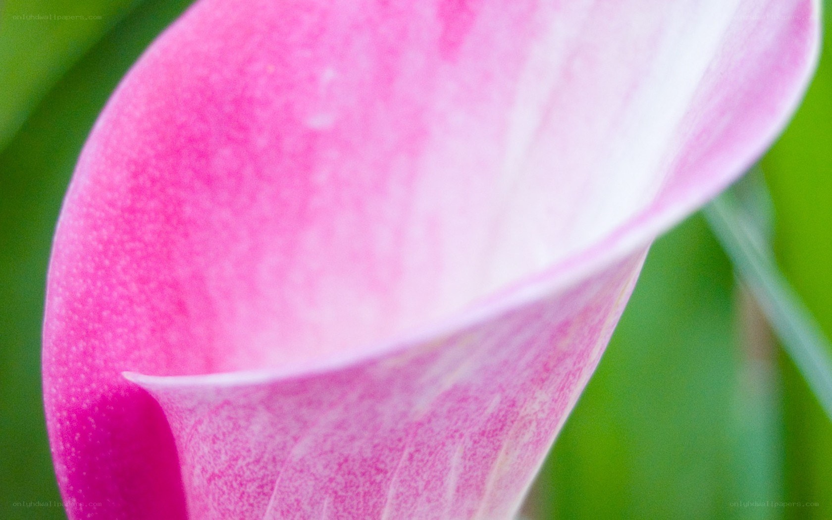 pink calla lily close-up