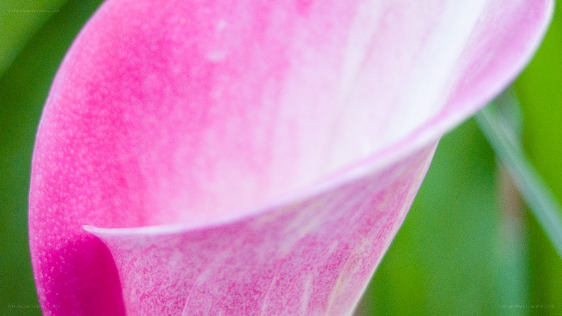 Pink calla lily close-up