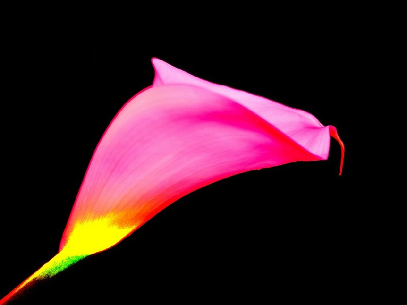 Pink Calla Lily — Dramatic