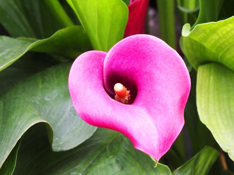 Pink Calla Lily Flower — Calm