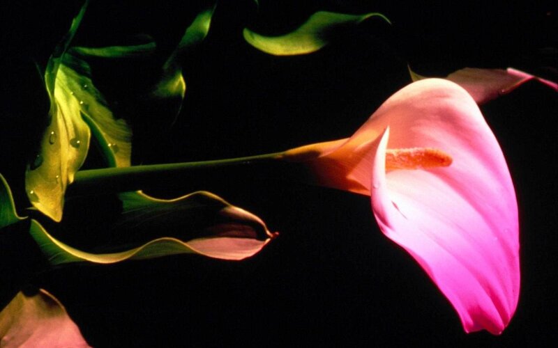 Pink Calla Lily Flower — Dramatic, Photograph