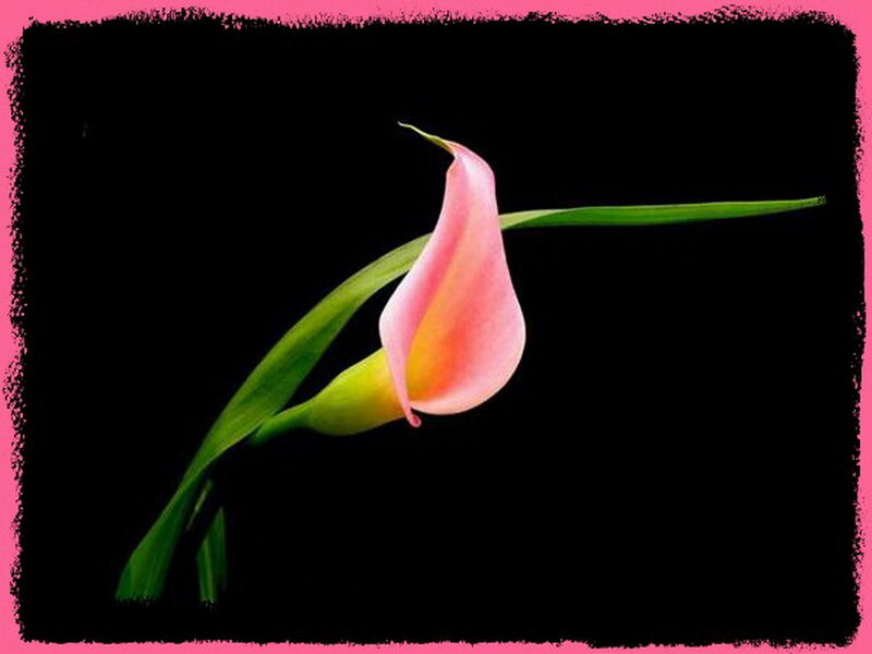 Pink Calla Lily Flower — Dramatic