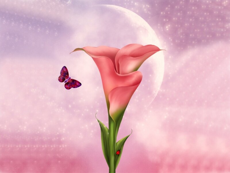 Pink Calla Lily Flower — Serene, Night