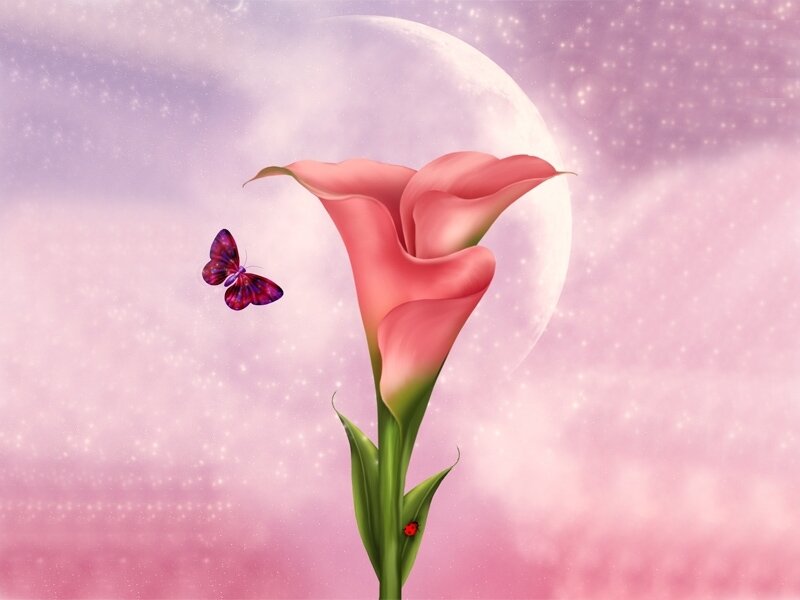 Pink Calla Lily Flower — Serene