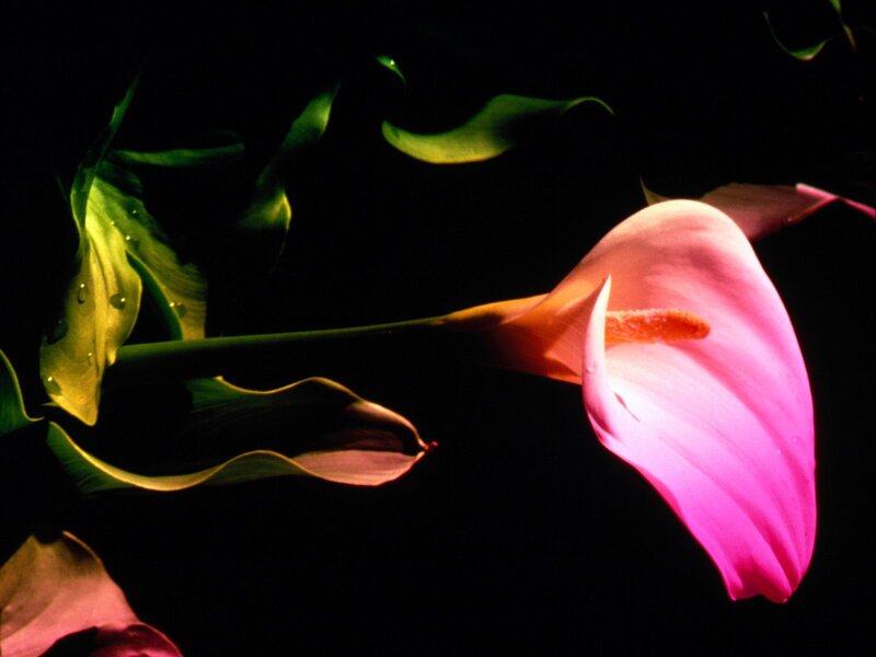 Pink Calla Lily Flower
