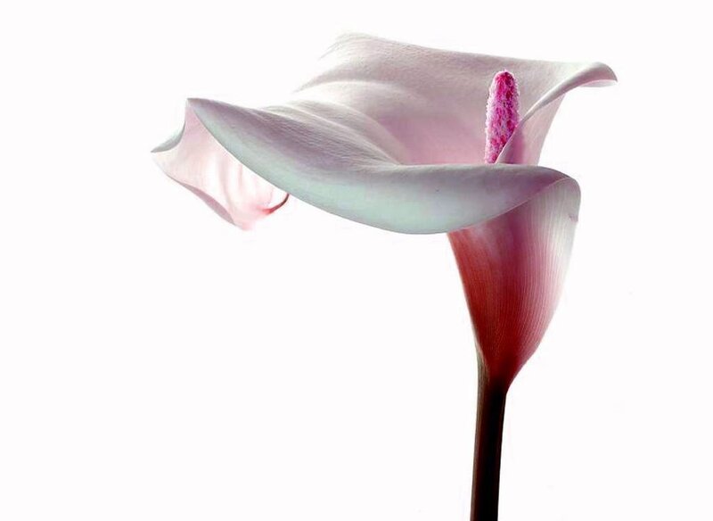 Pink Calla Lily Flower — White