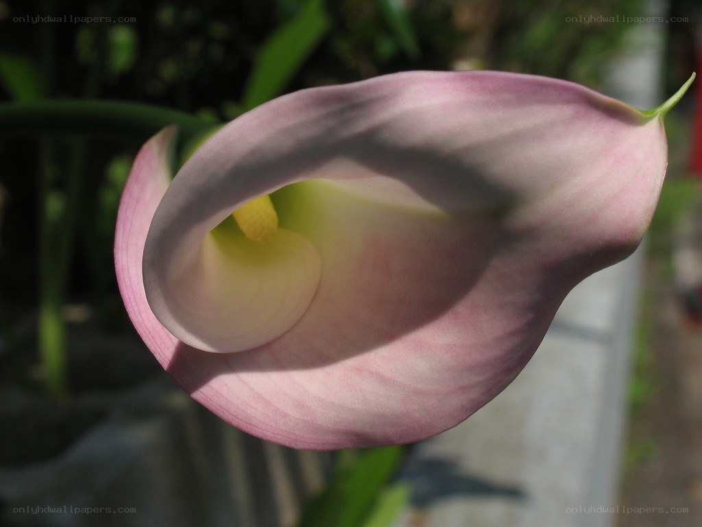 Pink calla lily in bloom