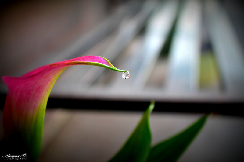 Pink Calla Lily Petal