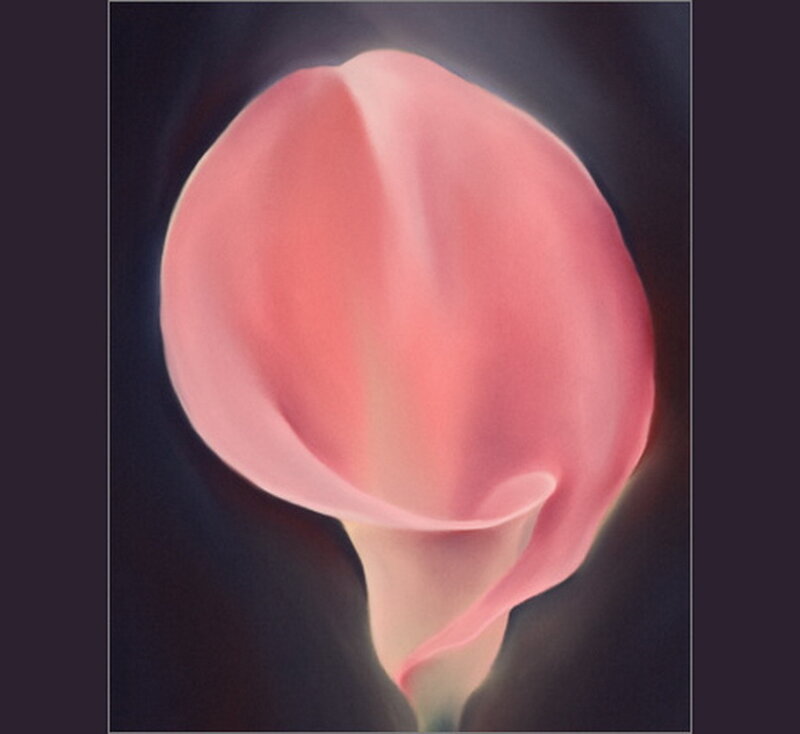 Pink Calla Lily