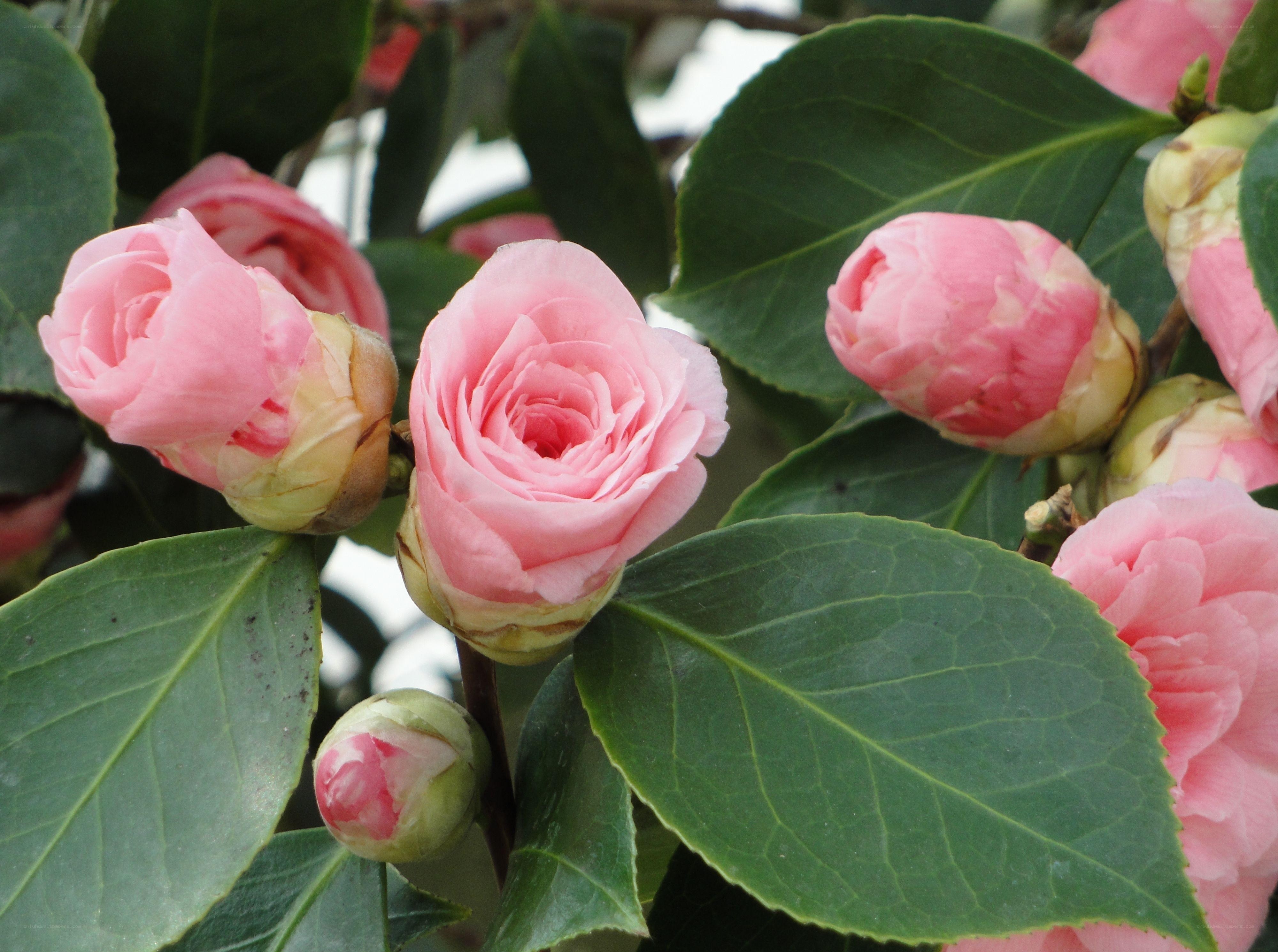 Pink camellia blossoms