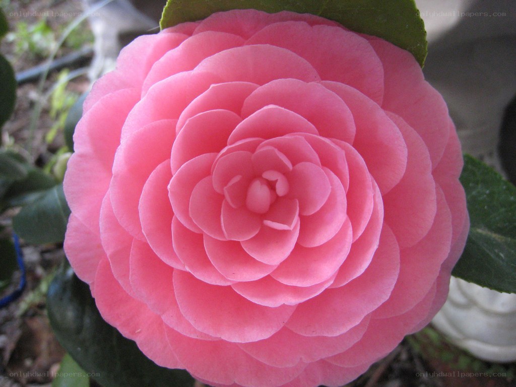 Pink camellia flower