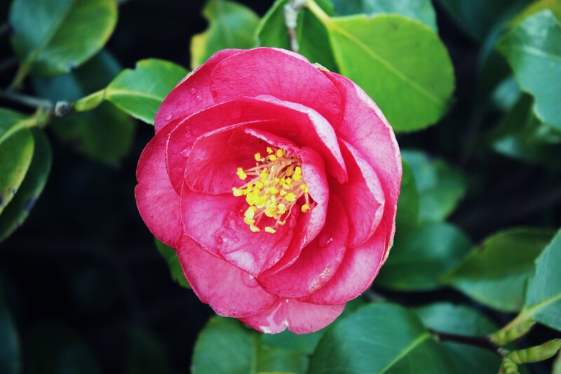pink camellia flower