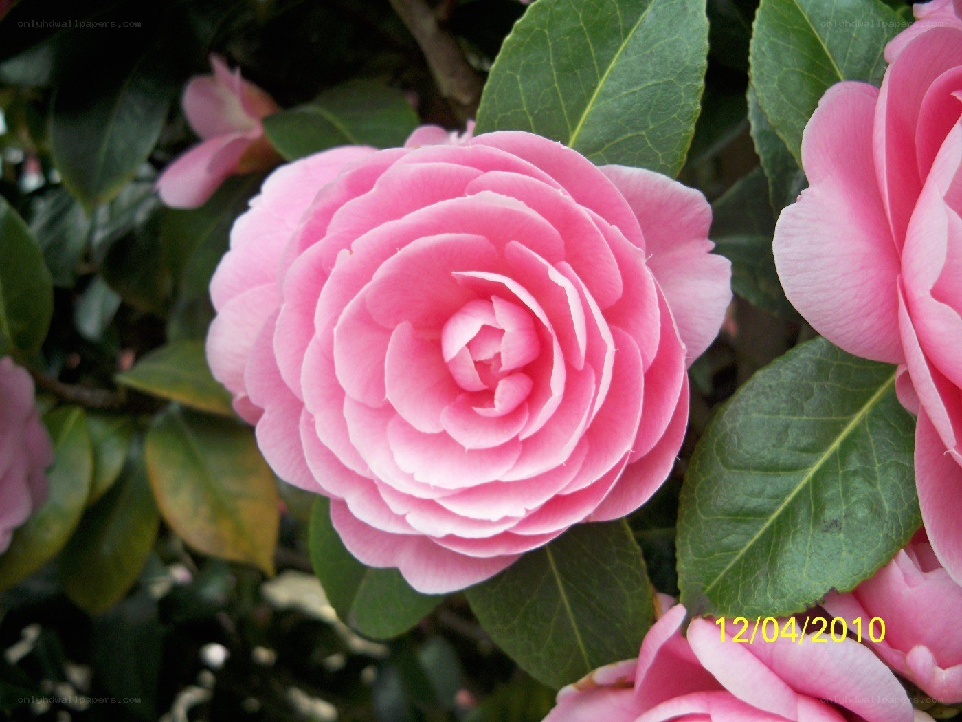 Pink camellia flower