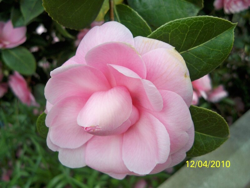 Pink camellia flower