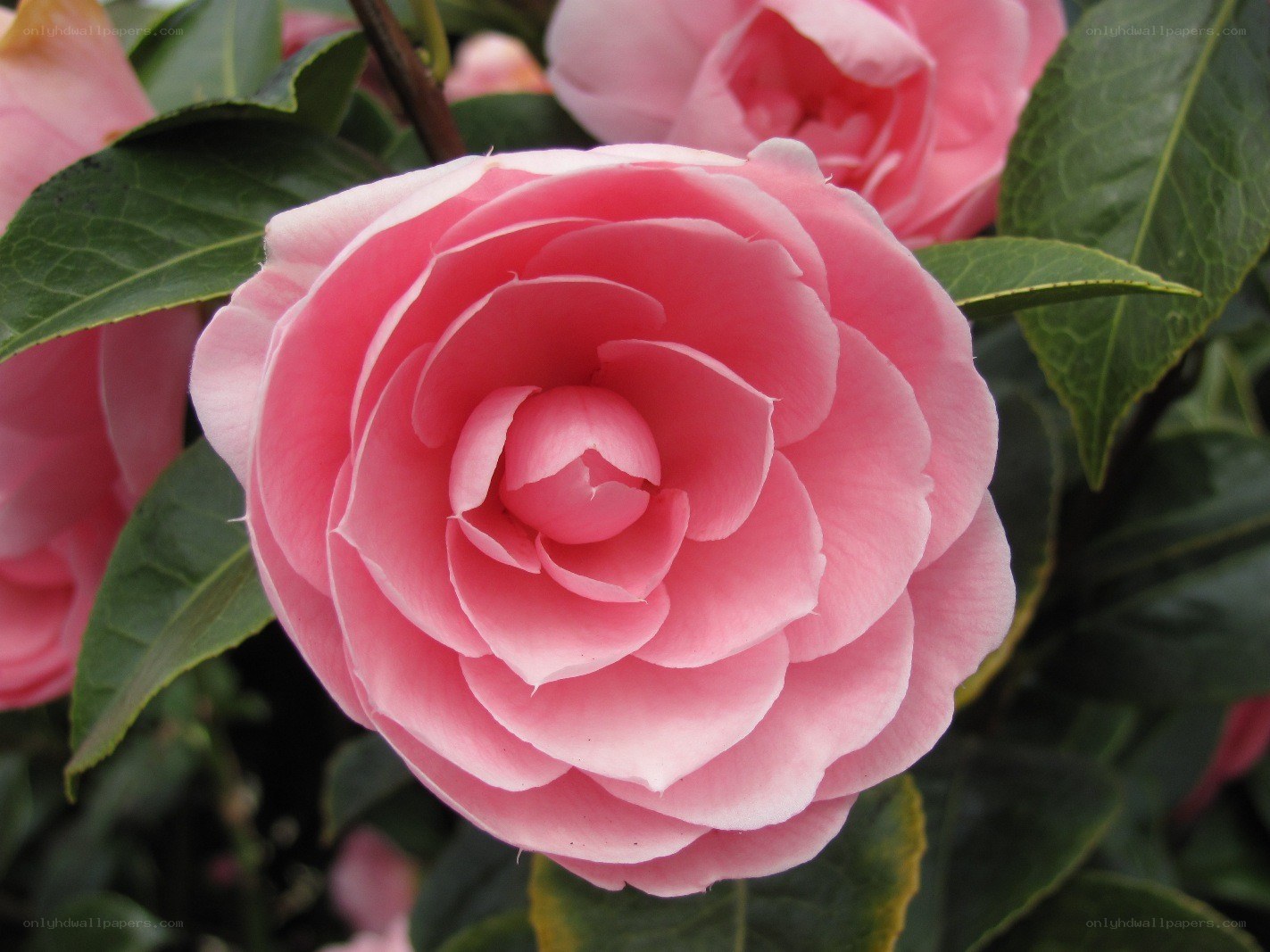 Pink camellia flower