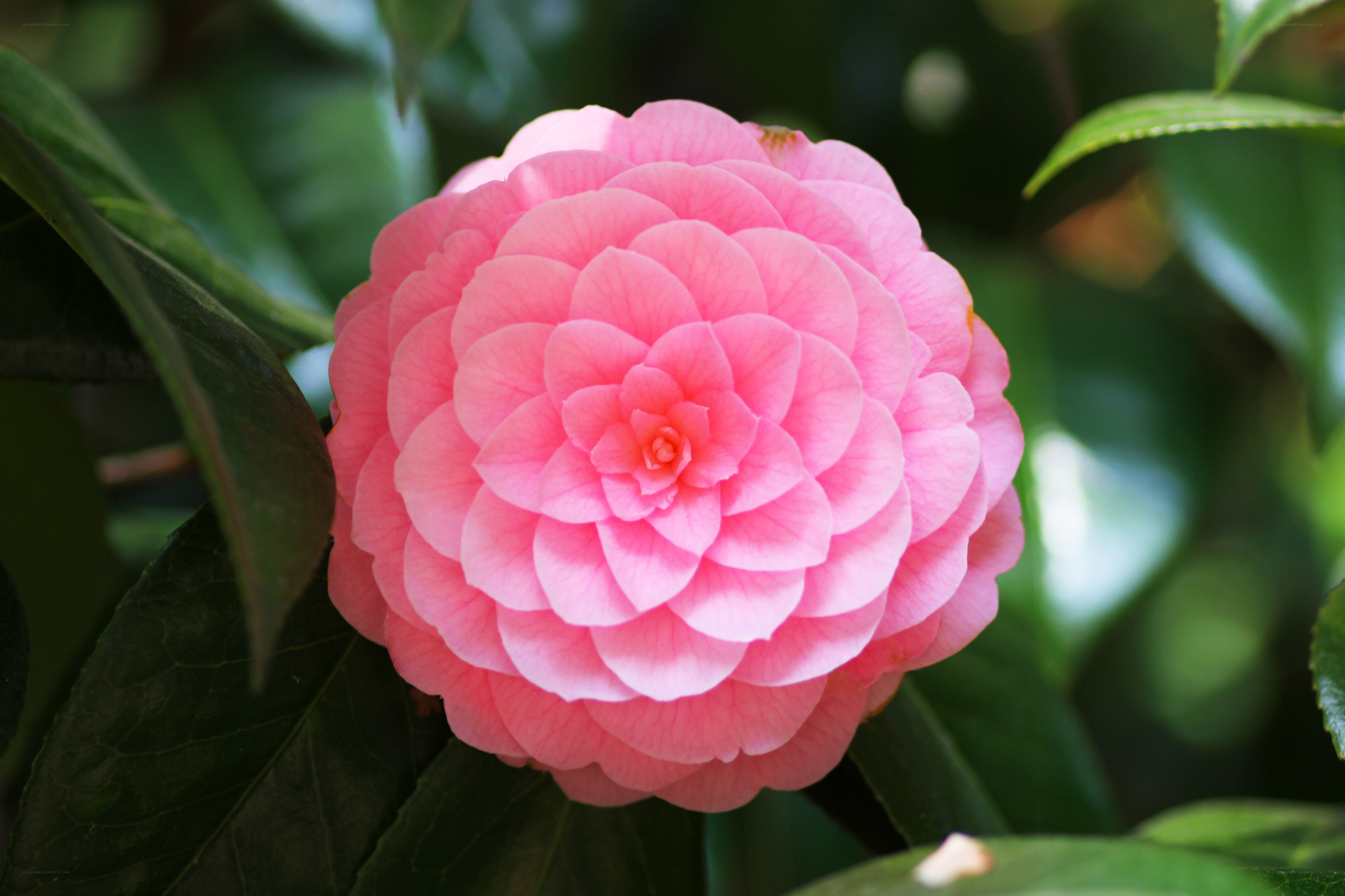 Pink camellia flower