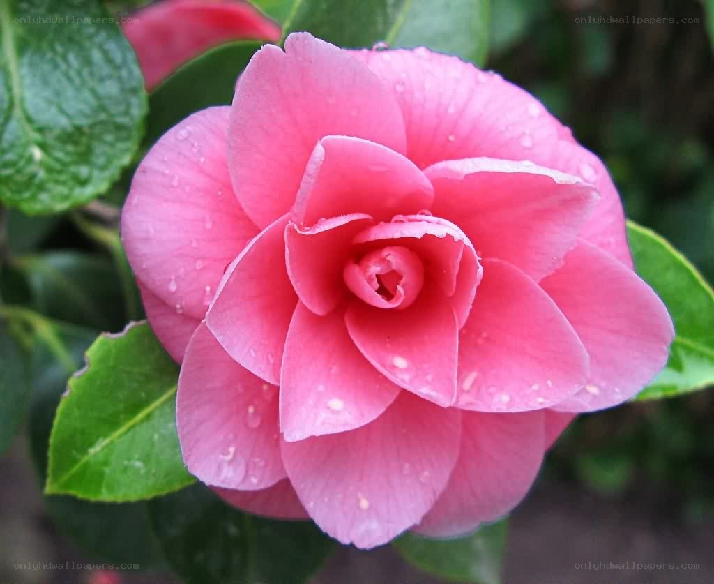 pink camellia flower