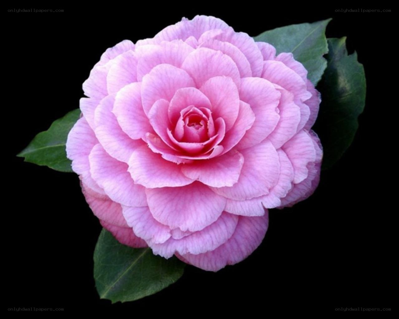 Pink camellia flower