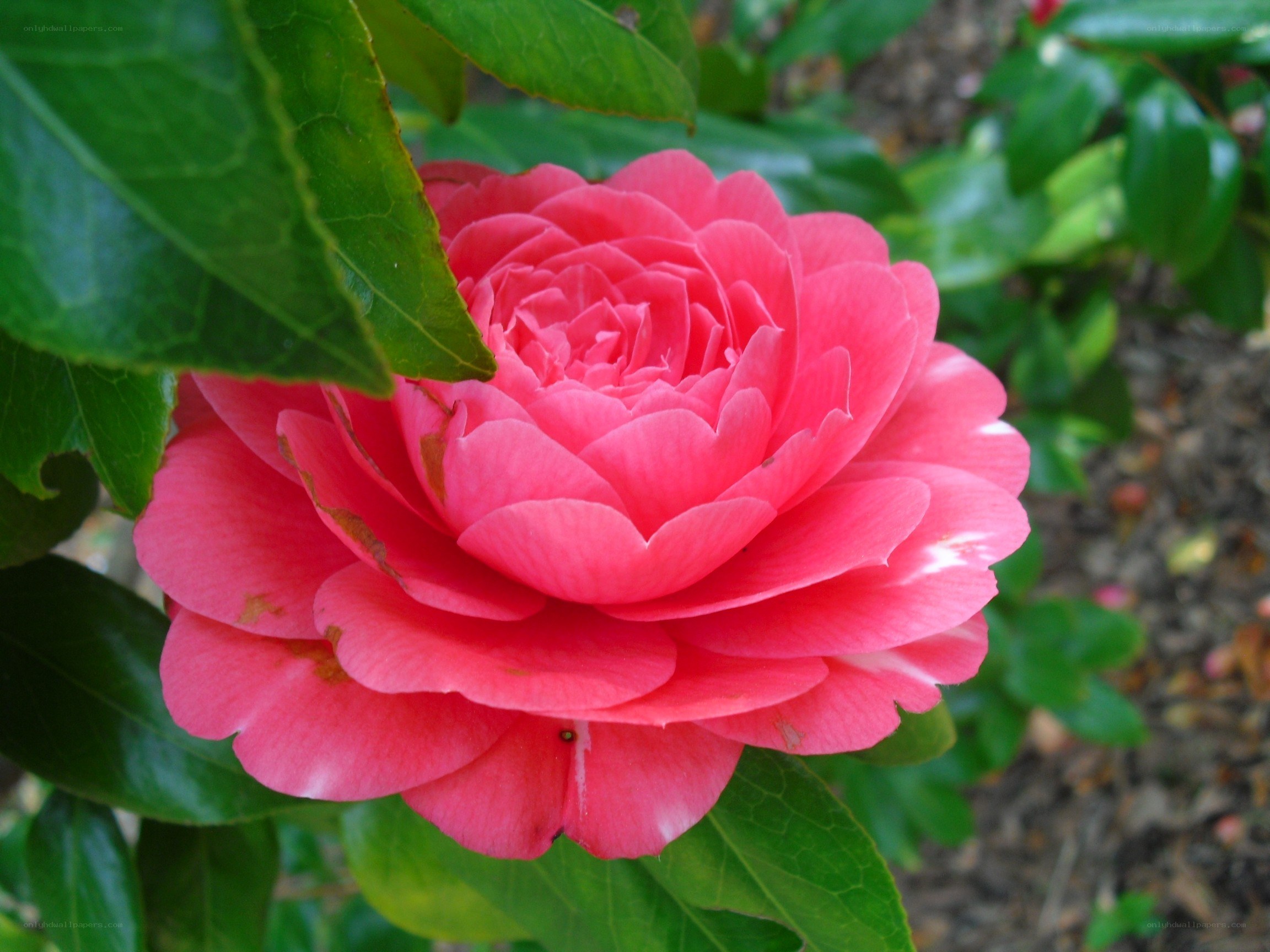 pink camellia flower