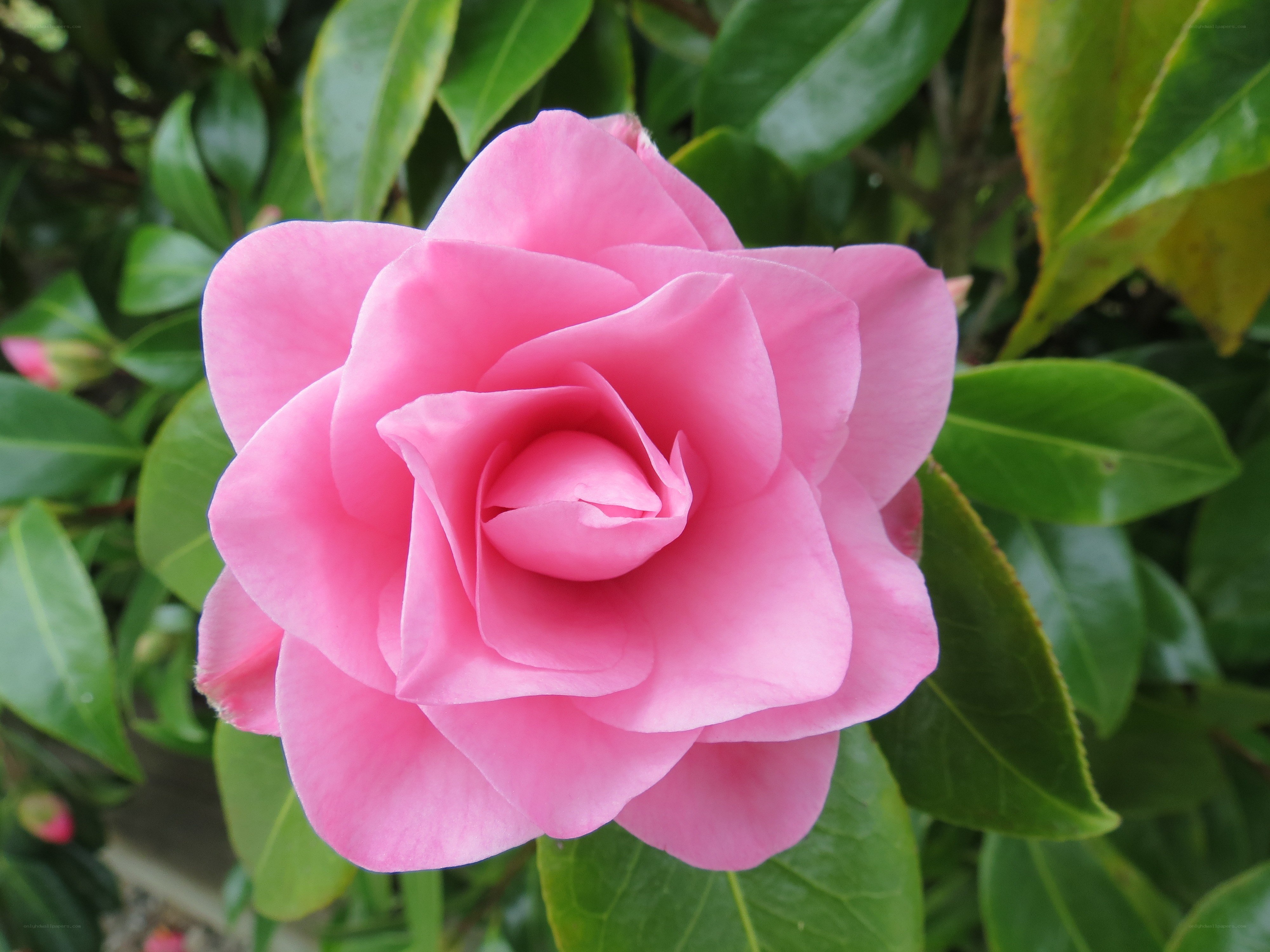 Pink camellia flower