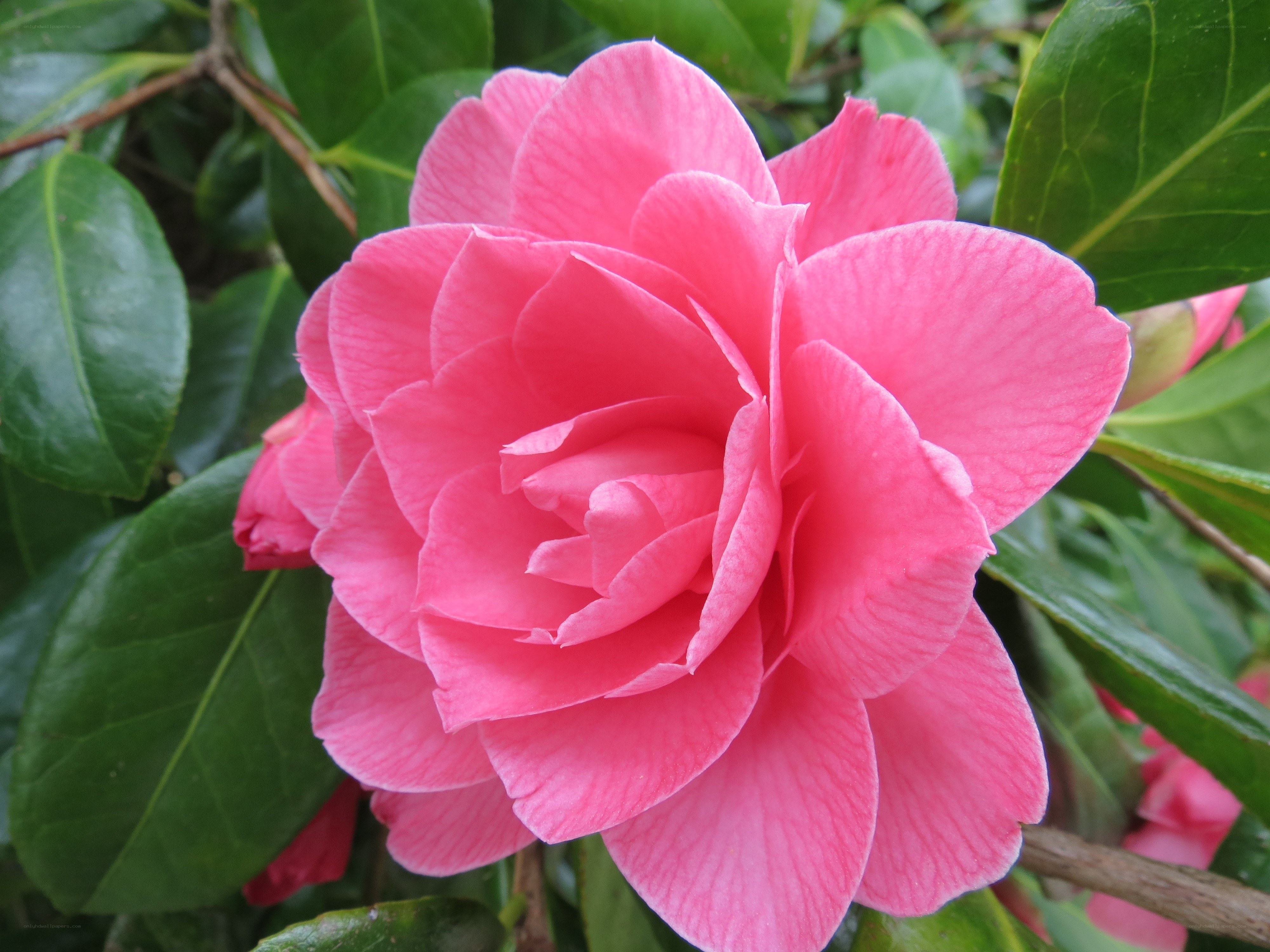Pink camellia flower