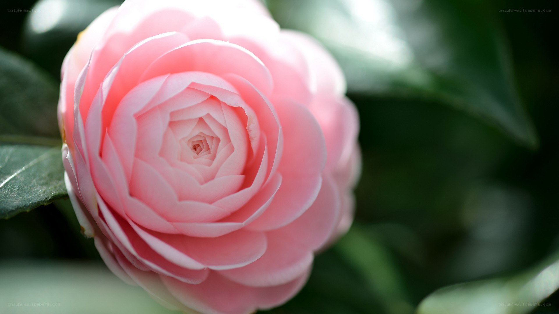 Pink camellia flower
