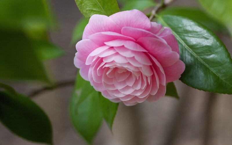 Pink camellia flower