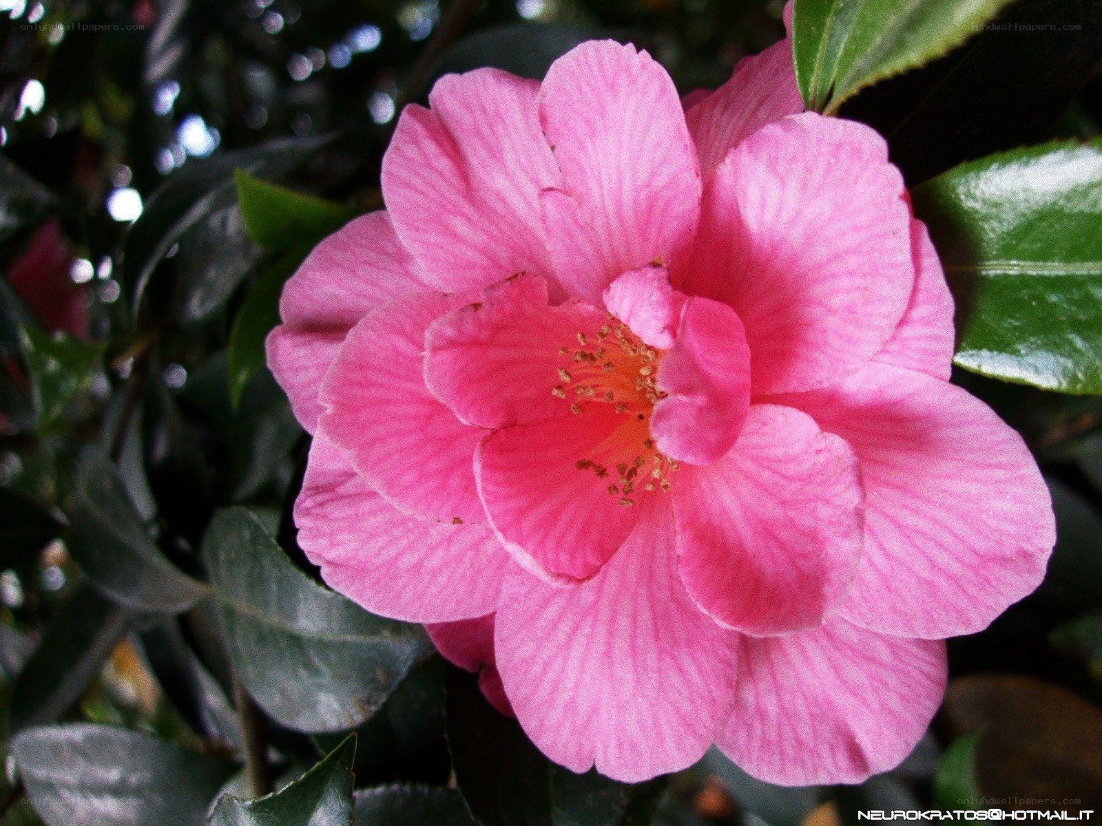 pink camellia flower