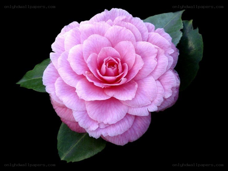 pink camellia flower