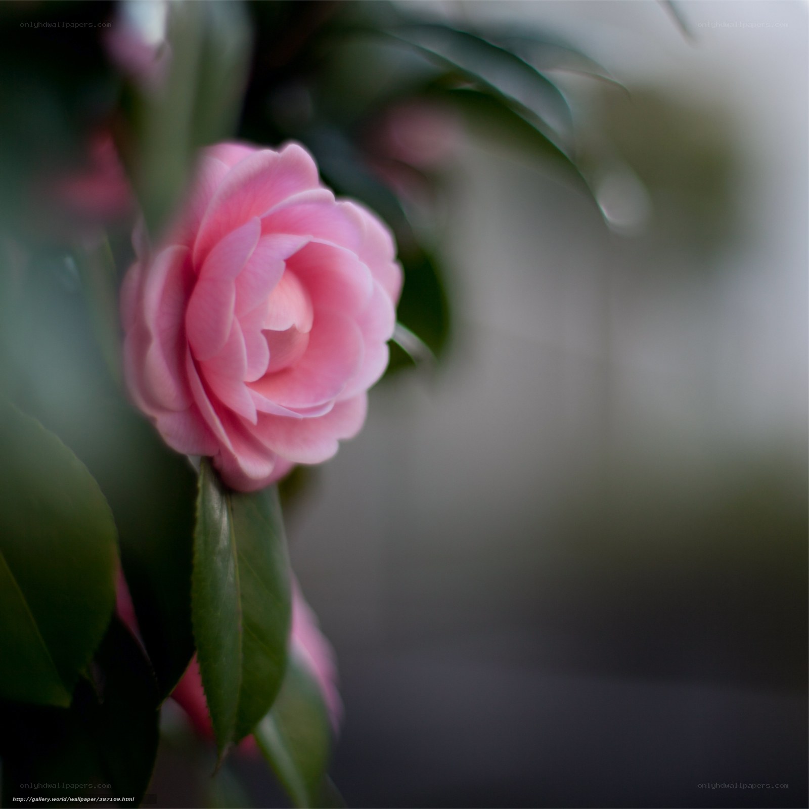 Pink camellia flower