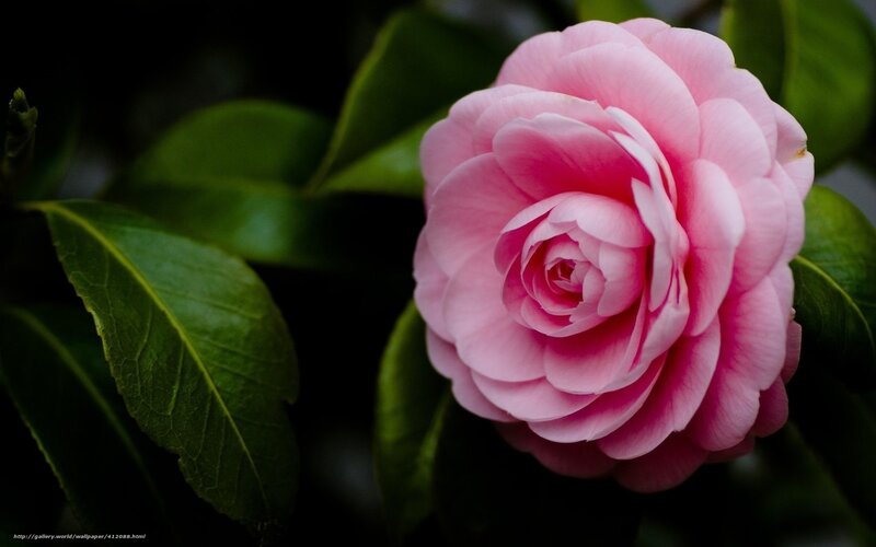 Pink camellia flower