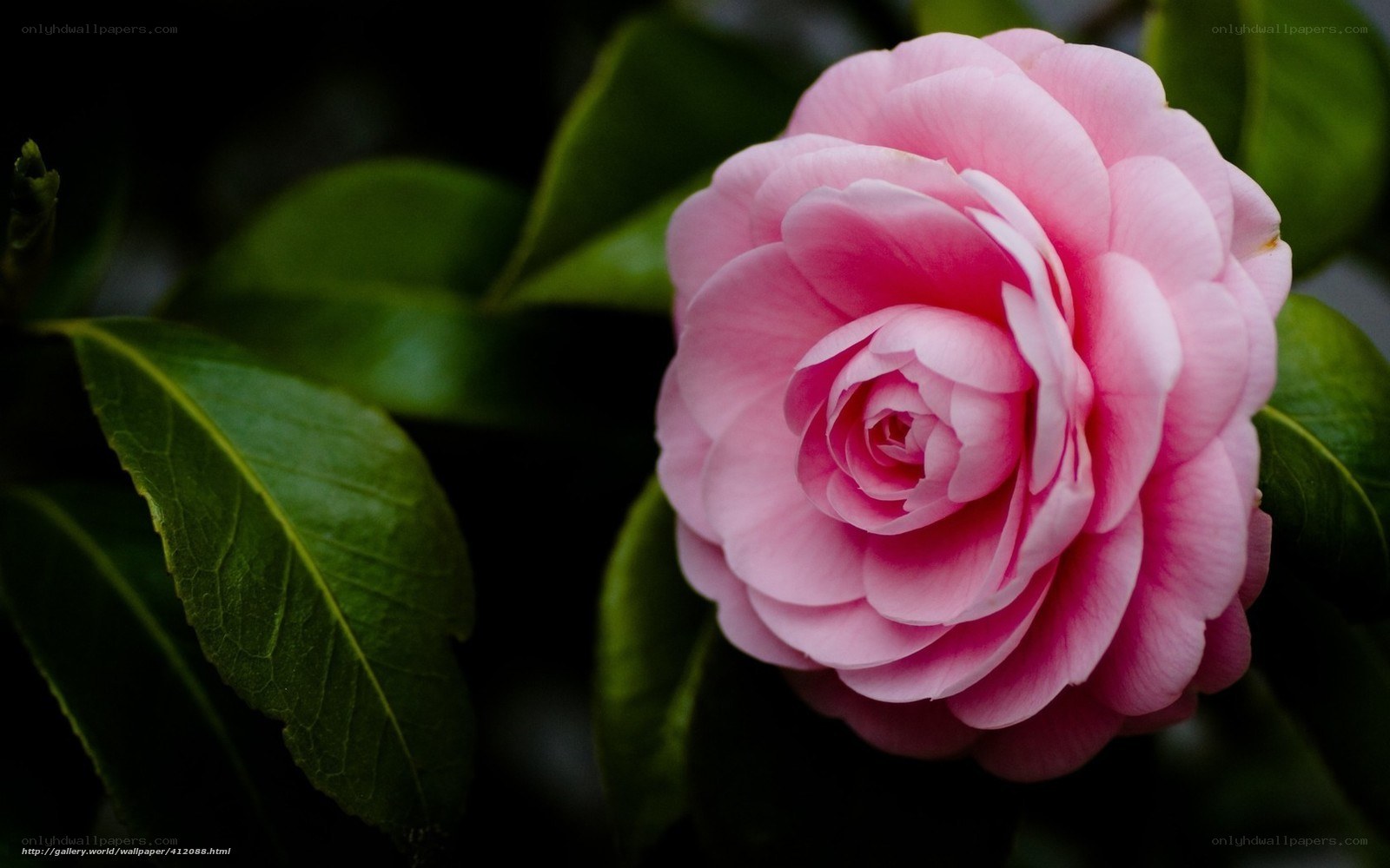 Pink camellia flower