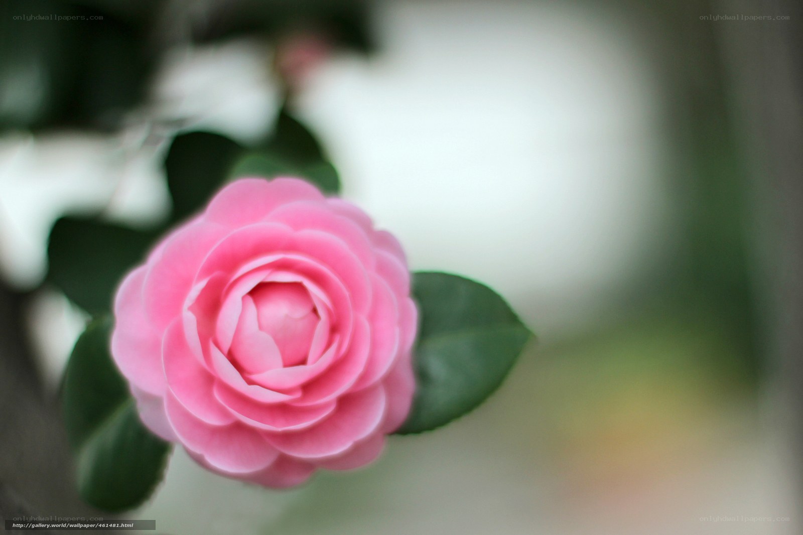 Pink Camellia Flower