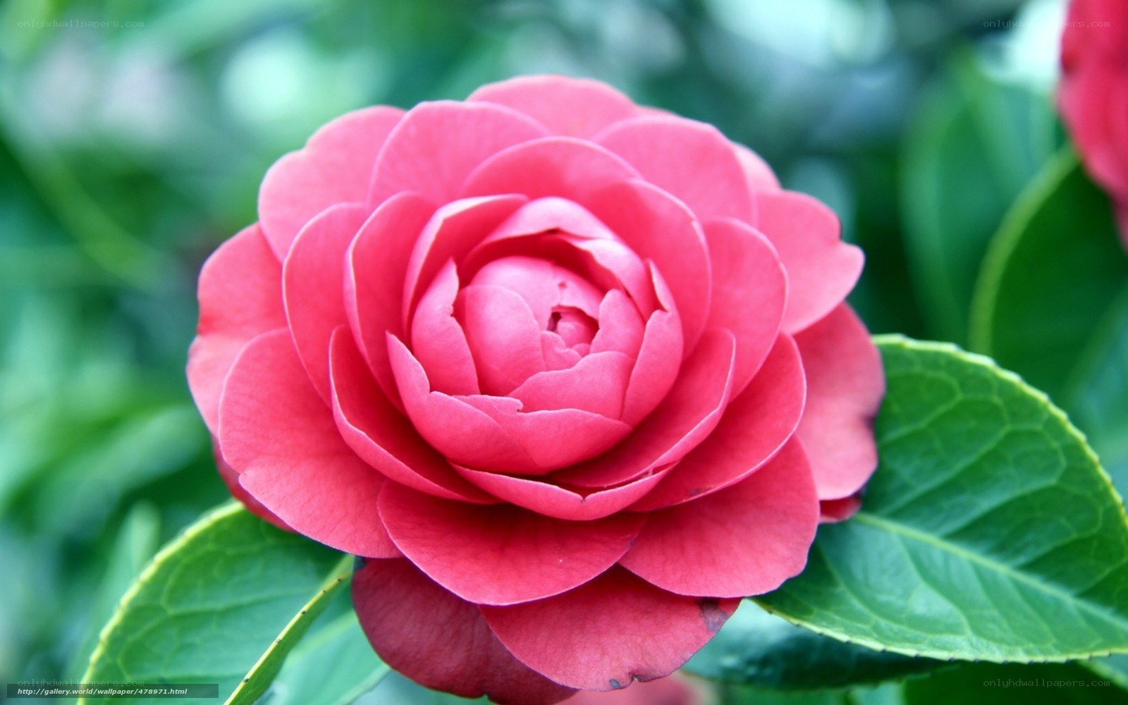 Pink camellia flower