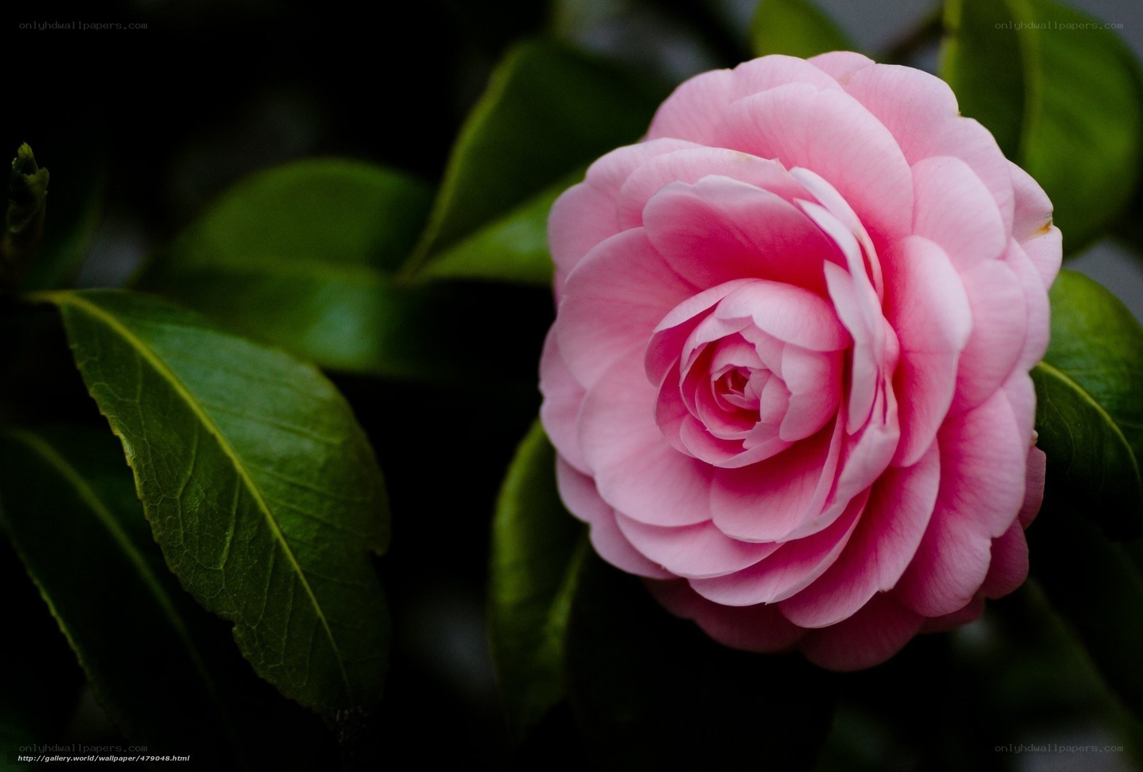 Pink camellia flower