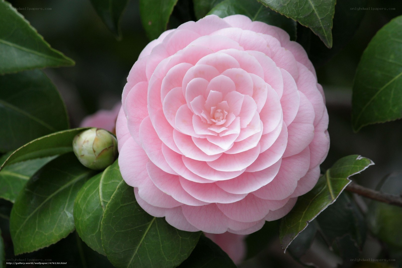 Pink camellia flower