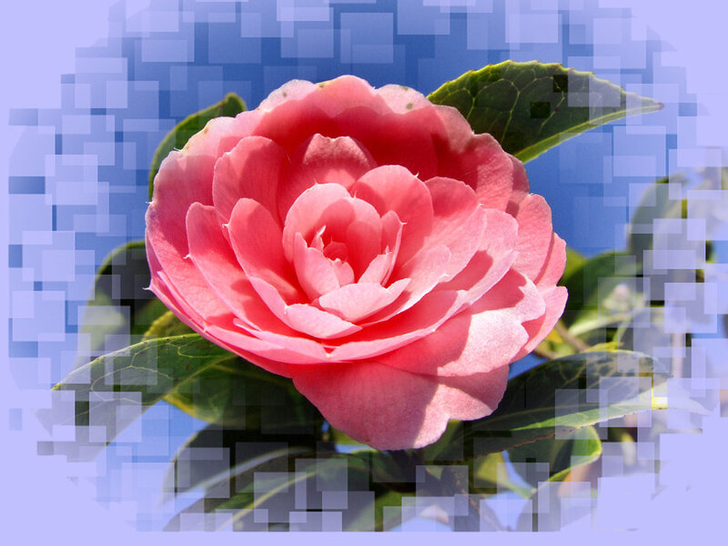 Pink Camellia Flower — Calm, Afternoon