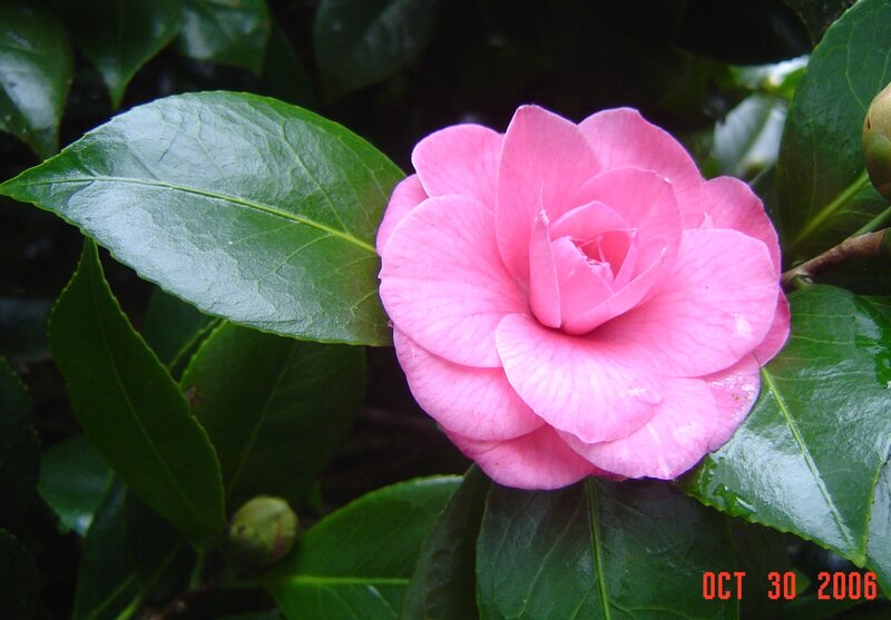 Pink Camellia Flower — Calm, Autumn