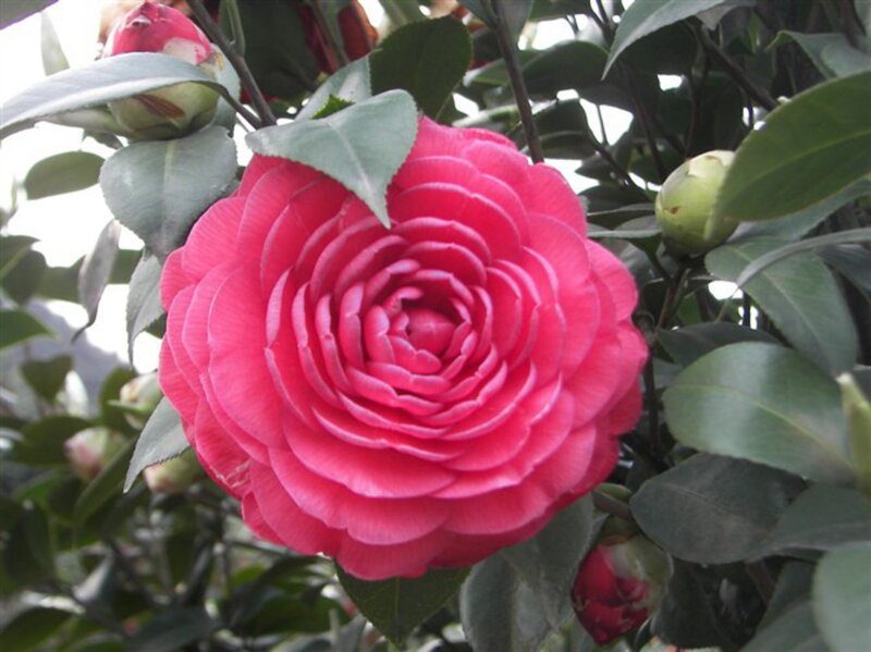 Pink Camellia Flower — Calm, Photograph, Buds, Leaves