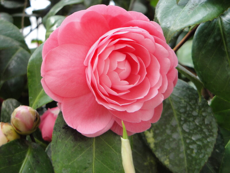 Pink Camellia Flower — Calm, Photograph, Buds