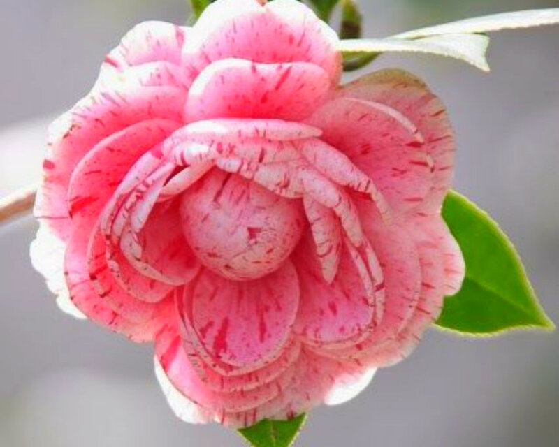Pink Camellia Flower — Calm, Photograph, Green Leaf