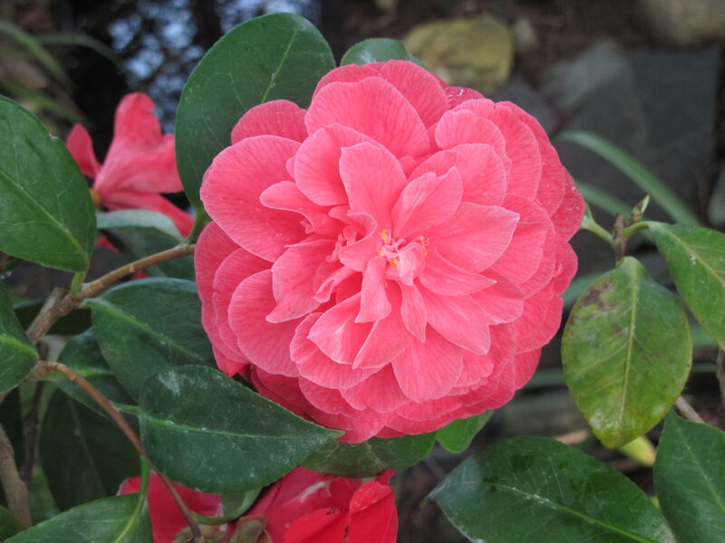 Pink Camellia Flower — Calm, Photograph, Green Leaves, Flower Buds