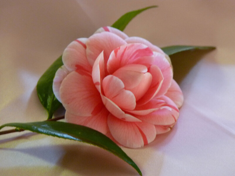Pink Camellia Flower — Calm, Photograph, Green Leaves
