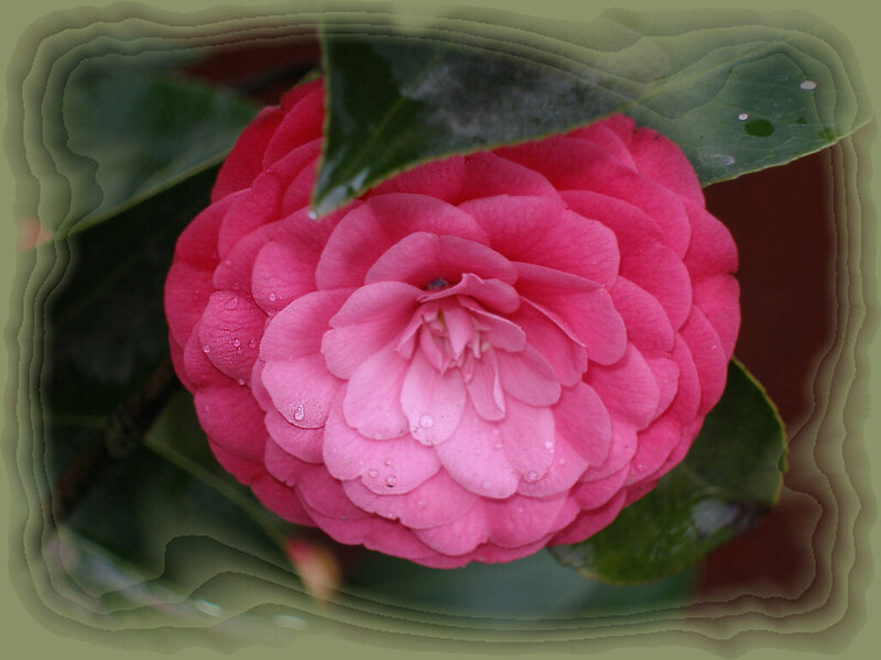 Pink Camellia Flower — Calm, Photograph, Leaf