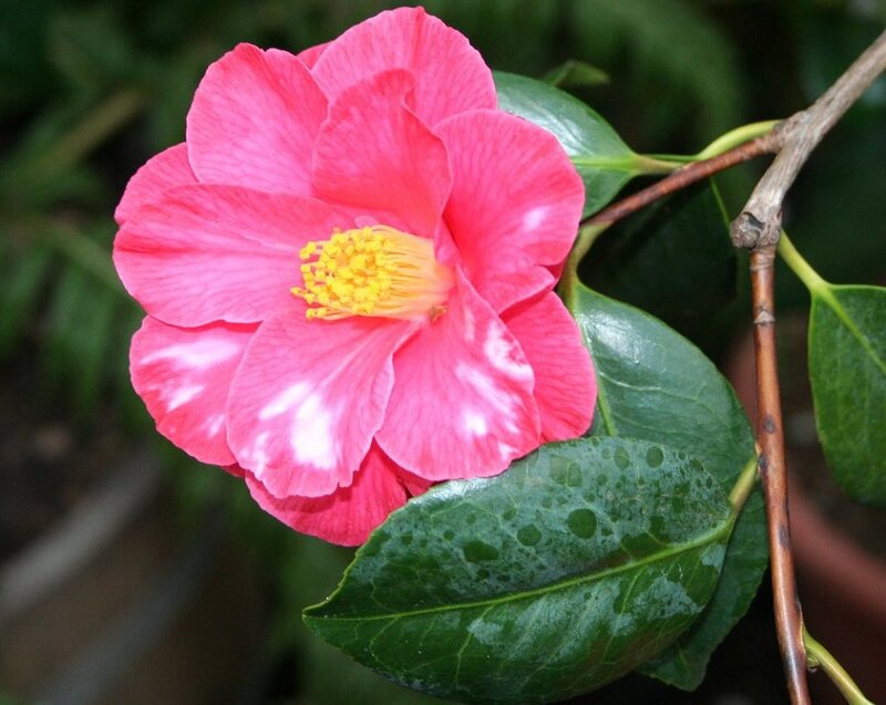 Pink Camellia Flower — Calm, Photograph, Leaves, Branch