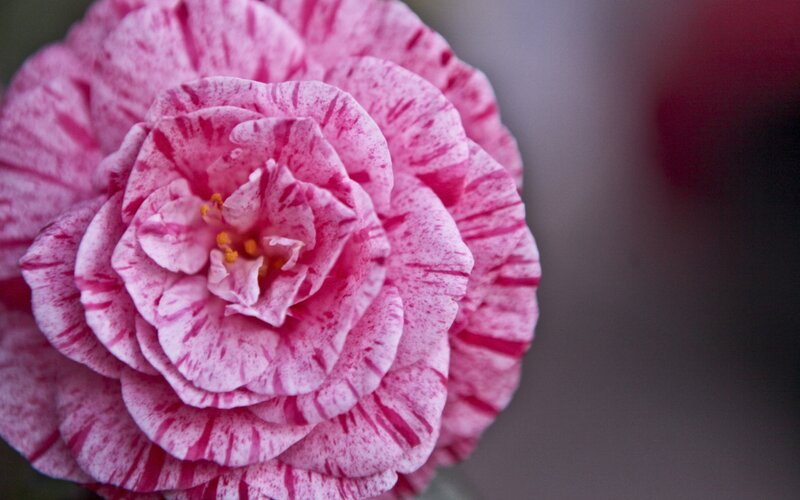 Pink Camellia Flower — Calm, Photograph, Petals, Stamen