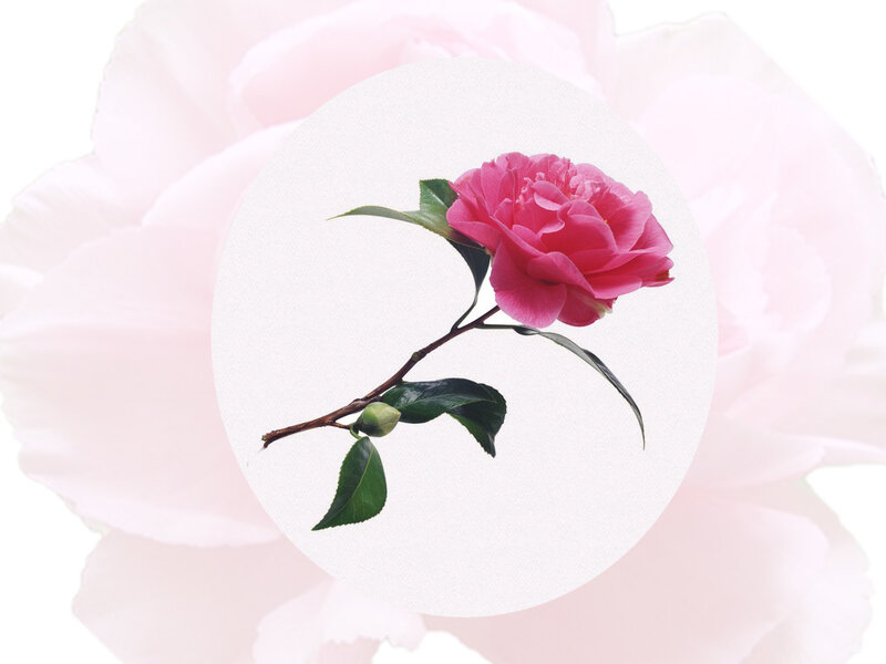 Pink Camellia Flower — Calm, Photograph